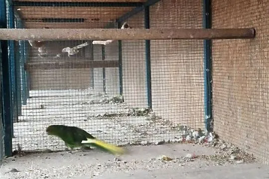 Sprzedam modrolotkę, Małopolskie, Olkusz