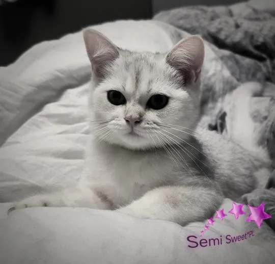 Kot brytyjski krótkowłosy srebrne kocięta kocurki, , Legionowo