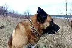 Pies Spike szuka domu