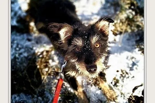 HUCZKA,8kg,mała,łagodna suczka terier mix.ADOPCJA