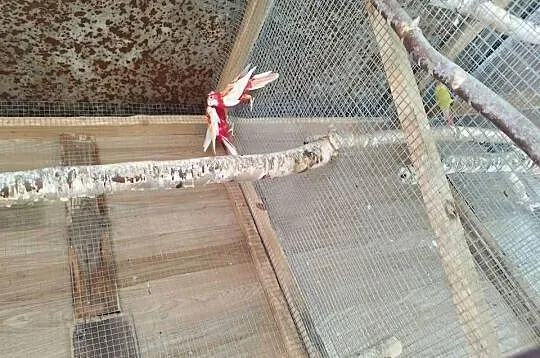 Rozelle Białolice, Królewskie oraz aleksandretty obrożne