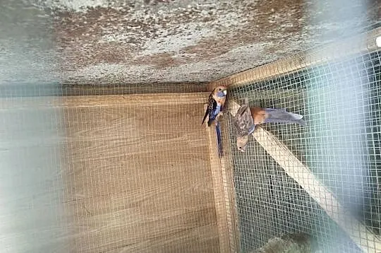 Rozelle Białolice, Królewskie oraz aleksandretty obrożne, Łódzkie, Szczerców
