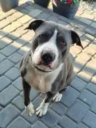 Cudowny, młody, domowy amstaff szuka domu!  Czy te oczy mogą kłamać? Domek dla amstaffa nadal poszuk