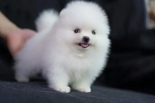 pomeranian szczenieta, , Grudziądz
