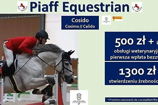 STANÓWKA 2021 PIAFF EQUESTRIAN – OGIER HOLSZTYŃSKI COSIDO - HOLSTEINER STAMM 2067 OJCIEC UTALENTOWANYCH SKOKOWO KONI, , Reńska