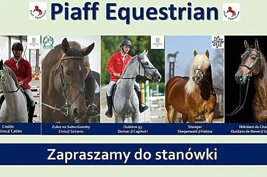 STANÓWKA 2021 PIAFF EQUESTRIAN – OGIER HOLSZTYŃSKI COSIDO - HOLSTEINER STAMM 2067 OJCIEC UTALENTOWANYCH SKOKOWO KONI, , Reńska