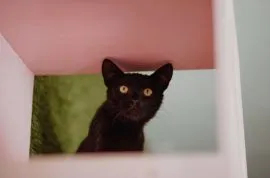 Koks – młodziutki, wyjątkowy mruczek szuka domu!  Black panther- Koks szuka domu! Przedstawiamy Koks