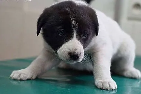 6tyg szczeniaki do adopcji/,  dolnośląskie Wrocław
