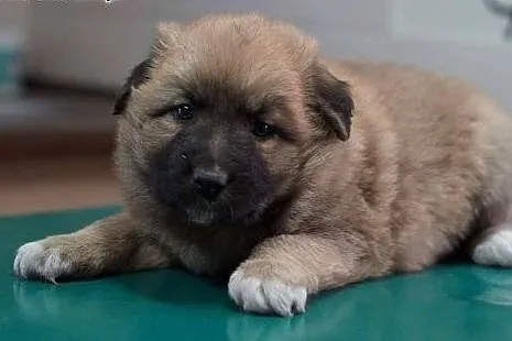 6tyg szczeniaki do adopcji/,  dolnośląskie Wrocław