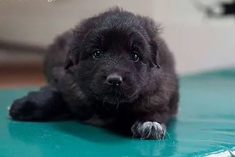 6tyg szczeniaki do adopcji/,  dolnośląskie Wrocław