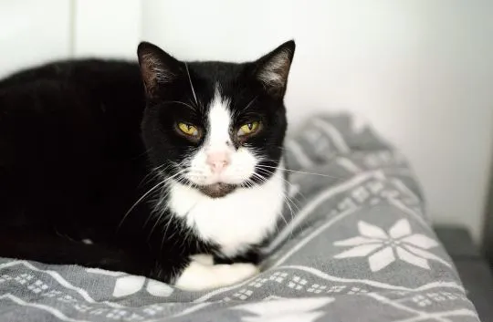 Sany - cudowny spokojny kot szuka domu!  Adopcja starszego kota to niezwykła decyzja, która może odm, , Warszawa
