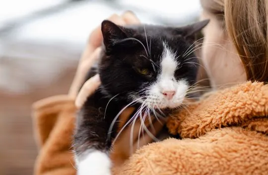 Sany - cudowny spokojny kot szuka domu!  Adopcja starszego kota to niezwykła decyzja, która może odm, , Warszawa