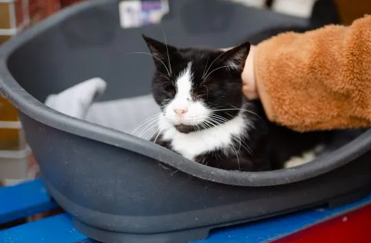 Sany - cudowny spokojny kot szuka domu!  Adopcja starszego kota to niezwykła decyzja, która może odm, , Warszawa