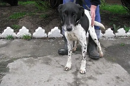 Mozart - super psiak do adopcji ,  małopolskie Kraków
