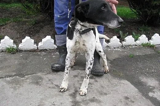 Mozart - super psiak do adopcji ,  małopolskie Kra