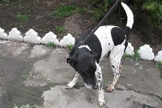 Mozart - super psiak do adopcji ,  małopolskie Kra