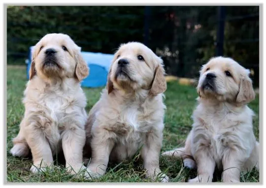 ✨???? Piękne szczenięta Golden Retriever dostępne na sprzedaż????✨