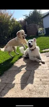 ✨???? Piękne szczenięta Golden Retriever dostępne na sprzedaż????✨, Warmińsko-mazurskie, Ełk