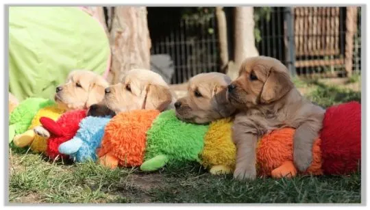 ✨???? Piękne szczenięta Golden Retriever dostępne na sprzedaż????✨, Warmińsko-mazurskie, Ełk
