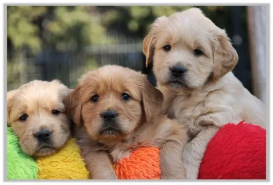 ✨???? Piękne szczenięta Golden Retriever dostępne na sprzedaż????✨, Warmińsko-mazurskie, Ełk