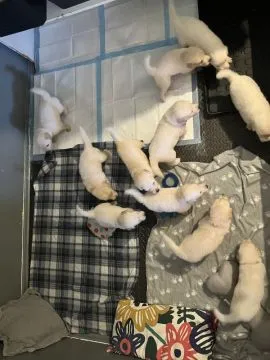 ✨???? Piękne szczenięta Golden Retriever dostępne na sprzedaż????✨, Warmińsko-mazurskie, Ełk