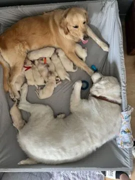 ✨???? Piękne szczenięta Golden Retriever dostępne na sprzedaż????✨, Warmińsko-mazurskie, Ełk