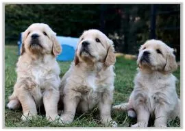 ✨???? Piękne szczenięta Golden Retriever dostępne na sprzedaż????✨