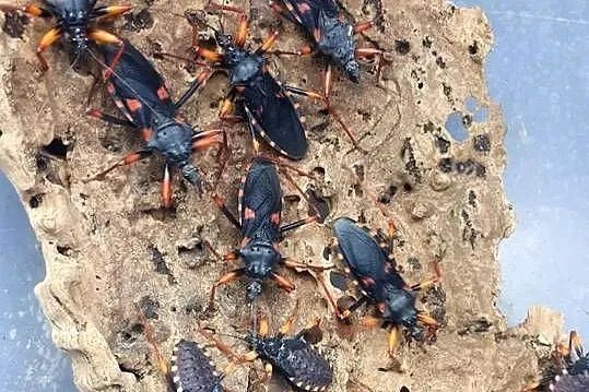 Psytalla horrida pluskwiak olbrzymi PAKIET 10 szt, Wielkopolskie, Kamionki