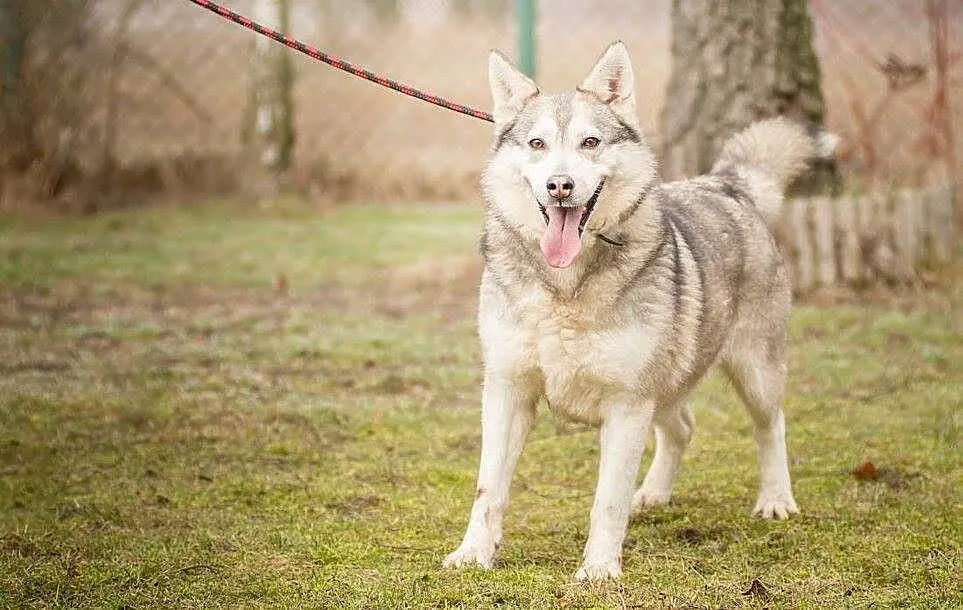 Kropka, urocza suczka w typie HUSKY, przyjazna, ra