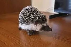 Jeż pigmejski (samiec, 4 miesiące) z pełnym wyposażeniem / terrarium