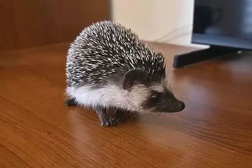 Jeż pigmejski (samiec, 4 miesiące) z pełnym wyposażeniem / terrarium