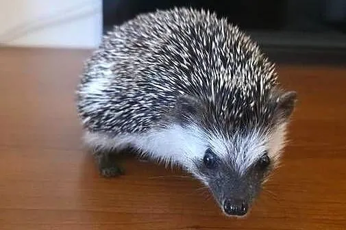 Jeż pigmejski (samiec, 4 miesiące) z pełnym wyposażeniem / terrarium, Dolnośląskie, Zgorzelec