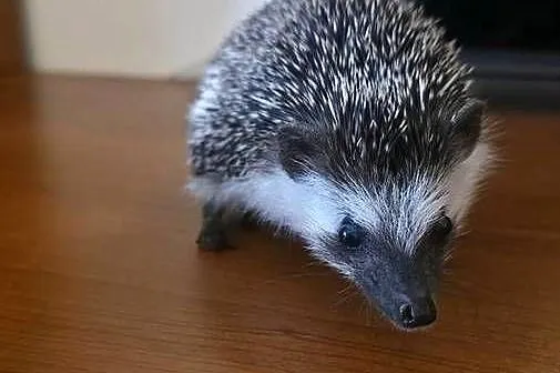 Jeż pigmejski (samiec, 4 miesiące) z pełnym wyposażeniem / terrarium, Dolnośląskie, Zgorzelec