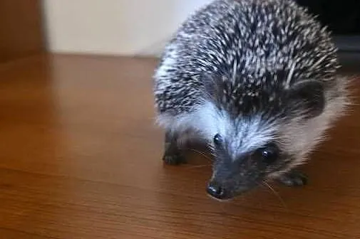 Jeż pigmejski (samiec, 4 miesiące) z pełnym wyposażeniem / terrarium, Dolnośląskie, Zgorzelec