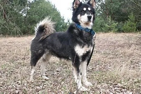 HANIA - spokojna piękność alaskan malamute szuka d