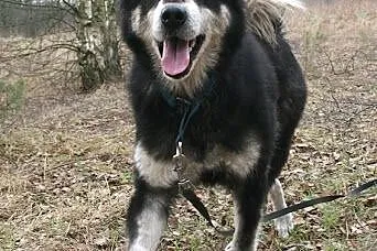 HANIA - spokojna piękność alaskan malamute szuka d