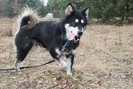 HANIA - spokojna piękność alaskan malamute szuka d