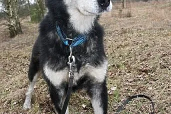 HANIA - spokojna piękność alaskan malamute szuka d