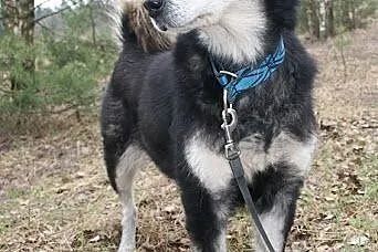 HANIA - spokojna piękność alaskan malamute szuka d