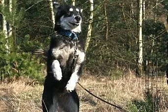 HANIA - spokojna piękność alaskan malamute szuka d