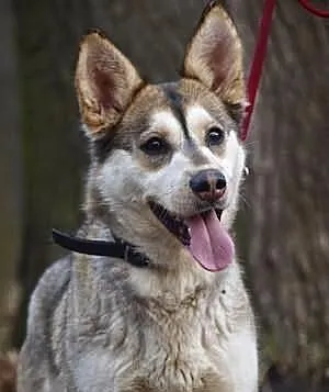Shina, drobna młoda sunia w typie husky szuka domu