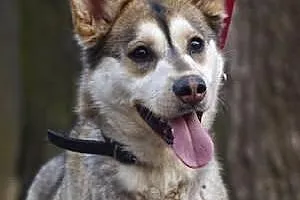 Shina, drobna młoda sunia w typie husky szuka domu