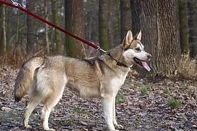 Shina, drobna młoda sunia w typie husky szuka domu