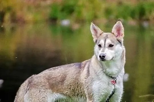 Shina, drobna młoda sunia w typie husky szuka domu