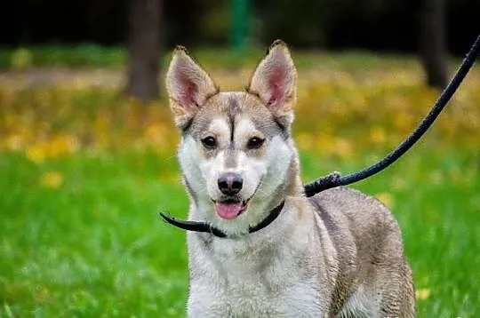 Shina, drobna młoda sunia w typie husky szuka domu