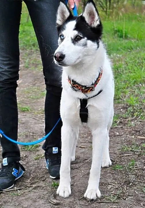 Tania, wesoła, wychowana w domu suczka HUSKY adopc