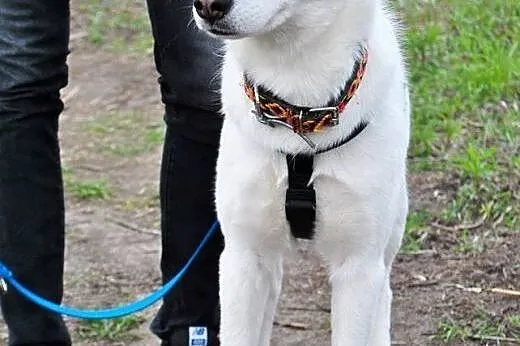 Tania, wesoła, wychowana w domu suczka HUSKY adopc