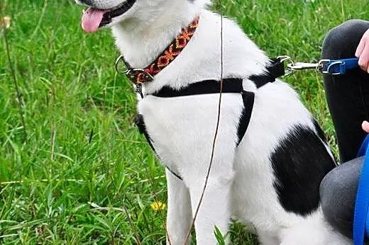Tania, wesoła, wychowana w domu suczka HUSKY adopc