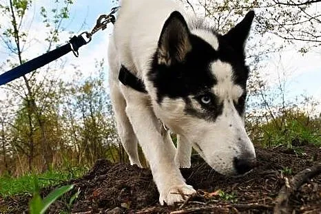 Tania, wesoła, wychowana w domu suczka HUSKY adopc