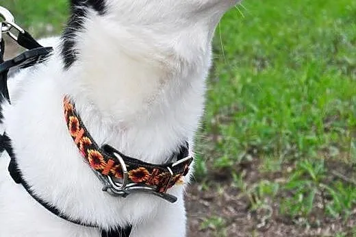 Tania, wesoła, wychowana w domu suczka HUSKY adopc